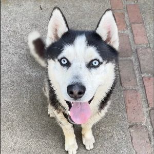 Meet your Posher, Joe